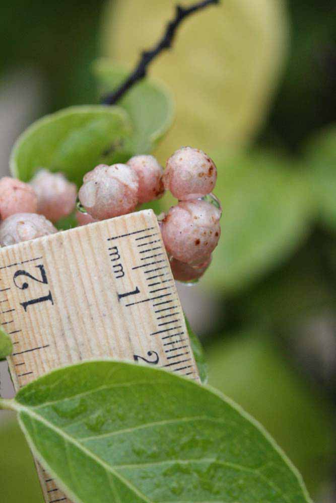            Fruit of  Clausena harmandiana           (Riverside, CA)   